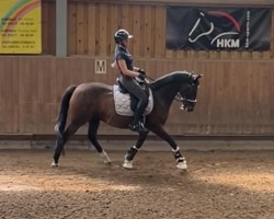 dressage horse My Boy 23 (German Riding Pony, 2010, from Mr. Tarek)