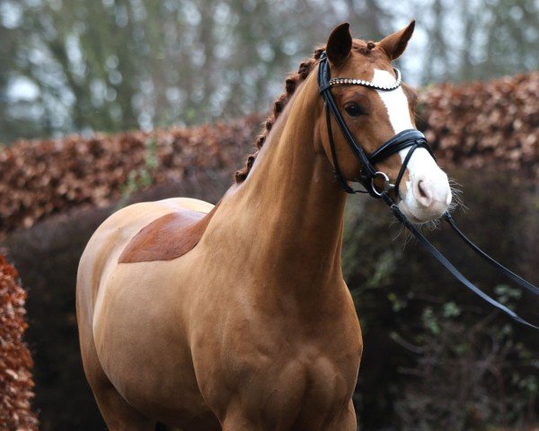 Dressurpferd Mr. White Nose (Deutsches Reitpony, 2018, von FS Mr. Right)