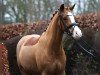 dressage horse Mr. White Nose (German Riding Pony, 2018, from FS Mr. Right)