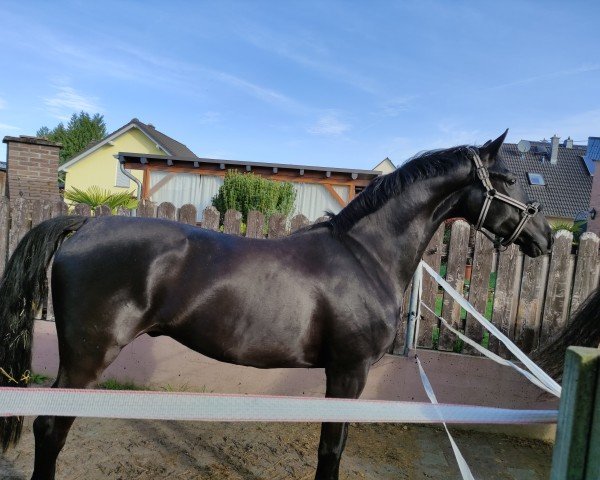 dressage horse HF von (Hanoverian, 2020, from Da Costa)