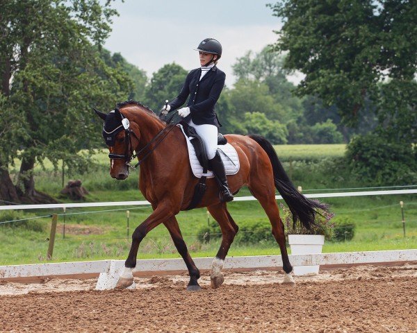 dressage horse Ci I Joe (Oldenburg show jumper, 2011, from Cloney)