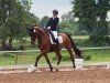 dressage horse Ci I Joe (Oldenburg show jumper, 2011, from Cloney)