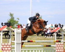 jumper Chesmou (German Sport Horse, 2018, from Cellestial)