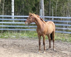 Pferd Quatric (Finnisches Warmblut, 2021, von Quarante 212 FIN)