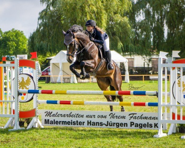 jumper Parada 7 (Polish Warmblood, 2015, from Kilian 38)