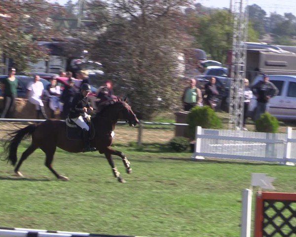 Reitturnier Crivitz 2024