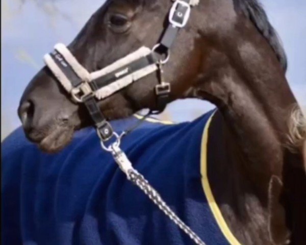 dressage horse Carlotta 355 (Trakehner, 2013)