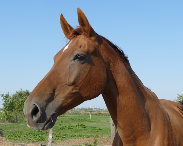 broodmare Filius Lady (Westphalian, 2010, from Filius Bedo)