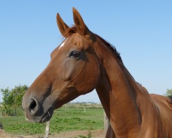 Zuchtstute Filius Lady (Westfale, 2010, von Filius Bedo)