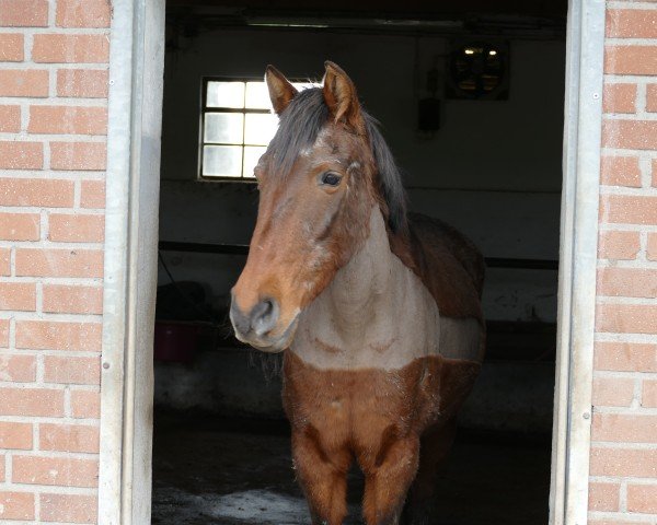 horse Bayona (Cruzado-Espanol, 2013)