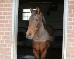 horse Bayona (Cruzado-Espanol, 2013)