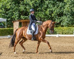 dressage horse Dhana 20 (Hanoverian, 2013, from Don Frederico)