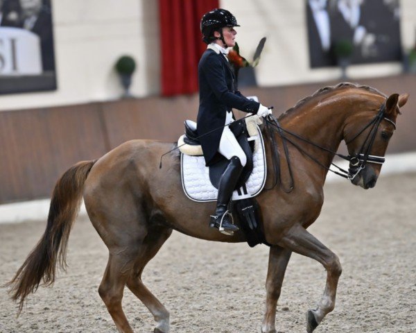 dressage horse Felix 1727 (Hanoverian, 2004, from Fürst Heinrich)