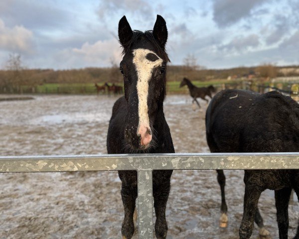 dressage horse Santino H (Westphalian, 2022, from Secret Game)