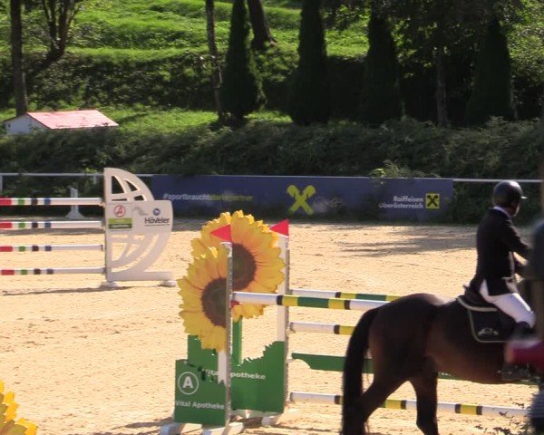 40. AWÖ Bundeschampionat 2024 in Stadl Paura