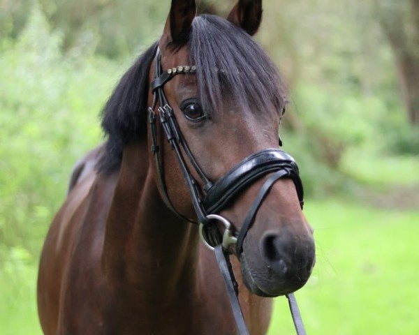 Springpferd Avellino D (Deutsches Reitpony, 2011, von Amarillys Sensation D)