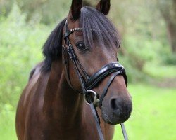 Springpferd Avellino D (Deutsches Reitpony, 2011, von Amarillys Sensation D)