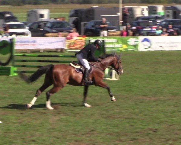 Reitturnier Crivitz 2024