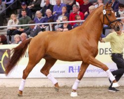 dressage horse Furst Fabelhaft Uzn (Rhinelander, 2014, from All At Once)