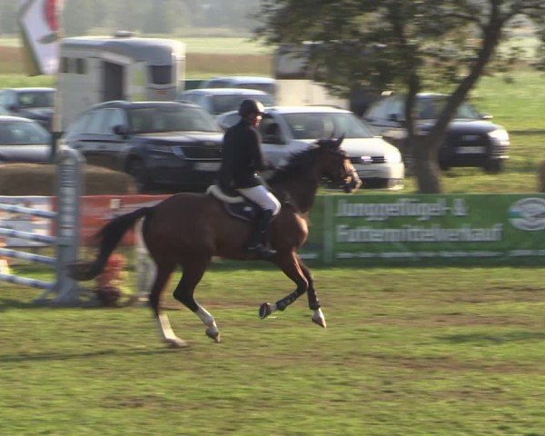 Reitturnier Crivitz 2024