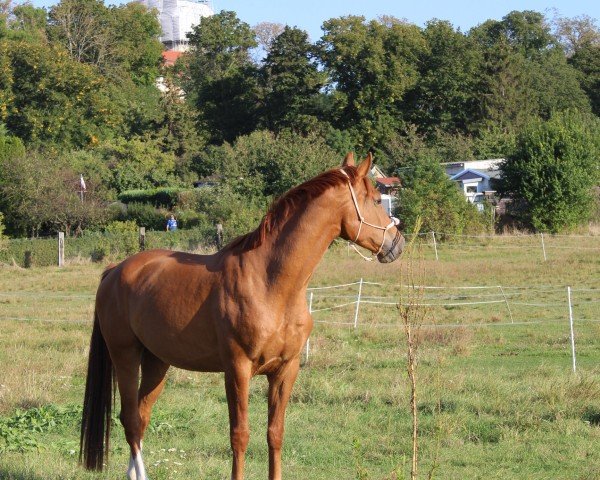 dressage horse LA Vino (Hanoverian, 2019, from La Vie)