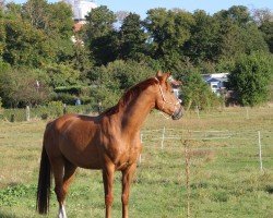 dressage horse LA Vino (Hanoverian, 2019, from La Vie)