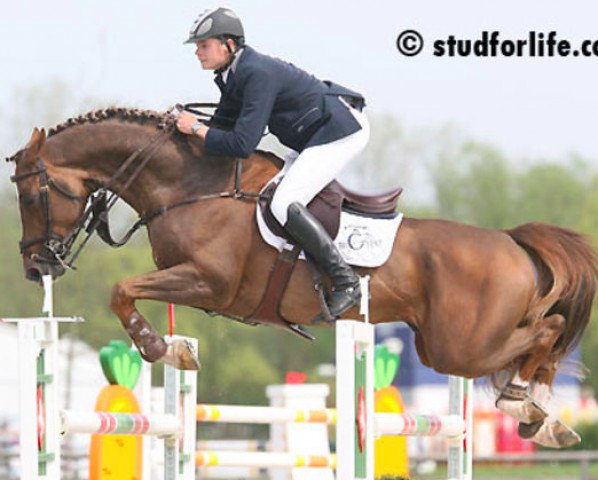 stallion Doree van de Moskifarm (Belgian Warmblood, 2003, from Heartbreaker)