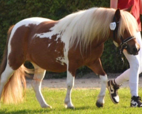 Pferd Skye vom Alstertal (Shetland Pony, 2020, von Arrow vom Alstertal)