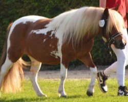 horse Skye vom Alstertal (Shetland Pony, 2020, from Arrow vom Alstertal)