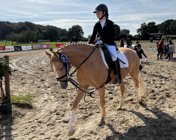 dressage horse Dorie BE (German Riding Pony, 2019, from Deukalion B)