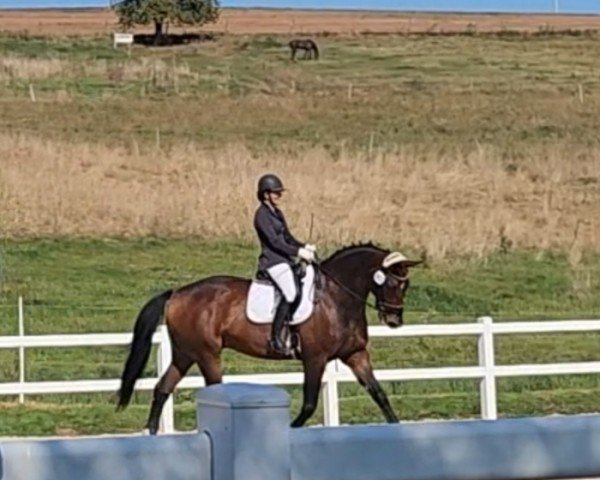 dressage horse Beau Boston Time (Rhinelander, 2012, from Boston)