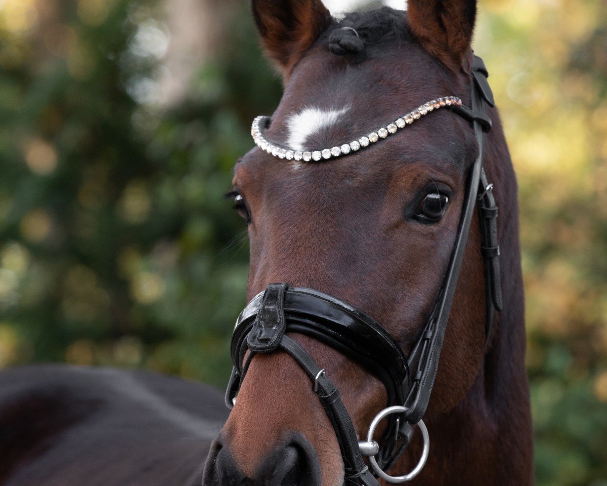 Springpferd Clemens van de Küst (Deutsches Reitpony, 2019, von Clemens 71)