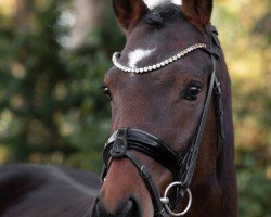 dressage horse Clemens van de Küst (German Riding Pony, 2019, from Clemens 71)