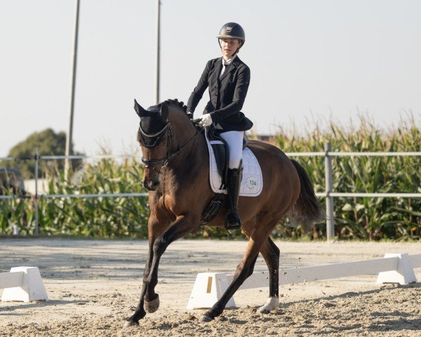 dressage horse Freudentänzerin 5 (Hanoverian, 2020, from Fusionist)