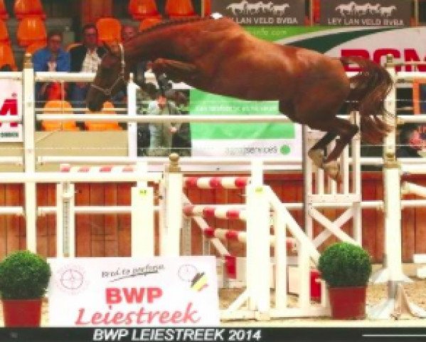 Zuchtstute Le Reve van het Zorgvliet (Belgisches Warmblut, 2011, von Nabab de Rêve)