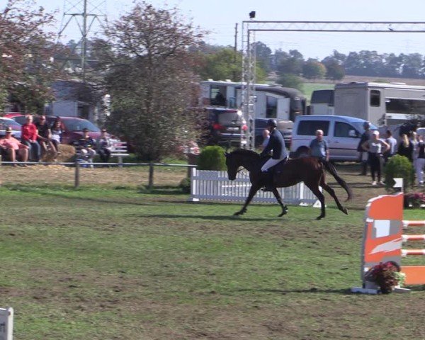 Reitturnier Crivitz 2024
