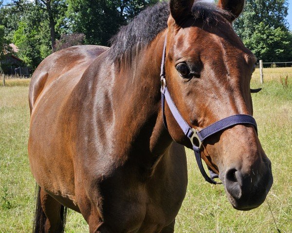 broodmare Cera 82 (Holsteiner, 2009, from Clarimo Ask)