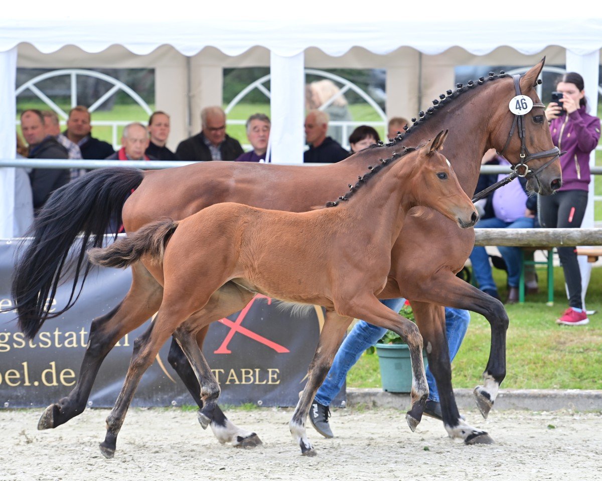 Springpferd Stute von Dia Corrado / Classe (Westfale, 2024, von Dia Corrado)