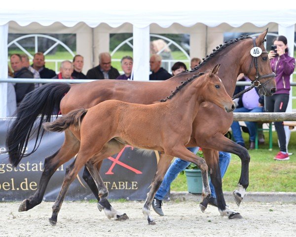 foal by Stute von Dia Corrado / Classe (Westphalian, 2024, from Dia Corrado)