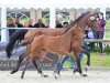 foal by Stute von Dia Corrado / Classe (Westphalian, 2024, from Dia Corrado)