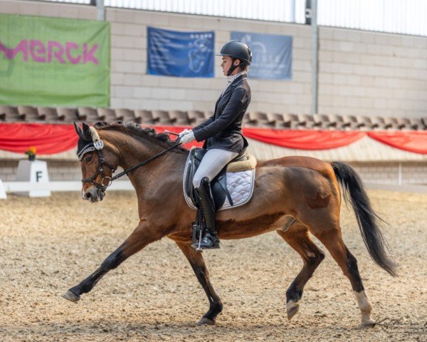 Deckhengst Gründleinshof Kronprinz (Deutsches Reitpony, 2003, von Frankenhoeh's Kir Royal)