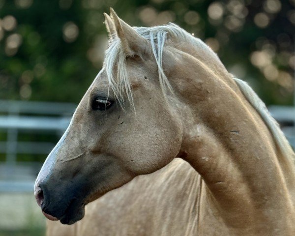 Pferd Treidelhof Enfys (Welsh-Cob (Sek. D), 2021, von Danaway Flashback)