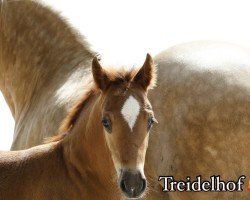 Fohlen TReidelhof Iodin (Welsh-Cob (Sek. D), 2024, von Danaway Flashback)