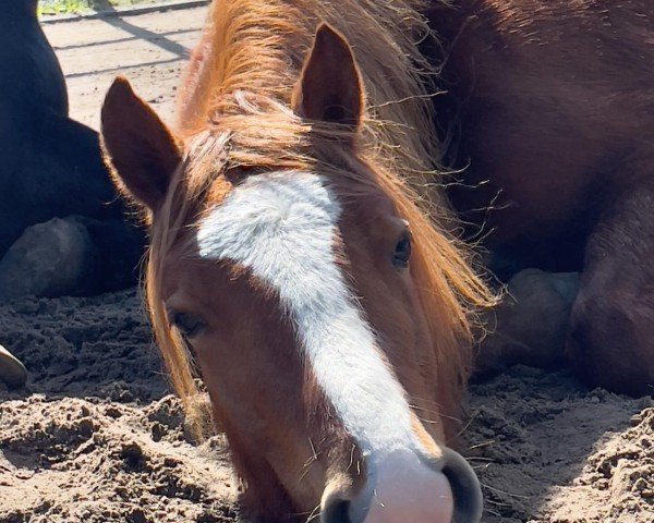 horse Treidelhof Filigri (Welsh-Cob (Sek. D), 2022, from Danaway Flashback)