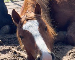 Pferd Treidelhof Filigri (Welsh-Cob (Sek. D), 2022, von Danaway Flashback)