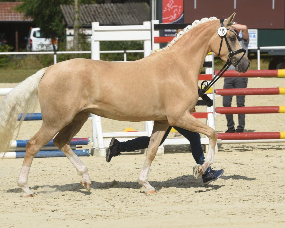 broodmare Double Design W (German Riding Pony, 2019, from Diamond Touch NRW)