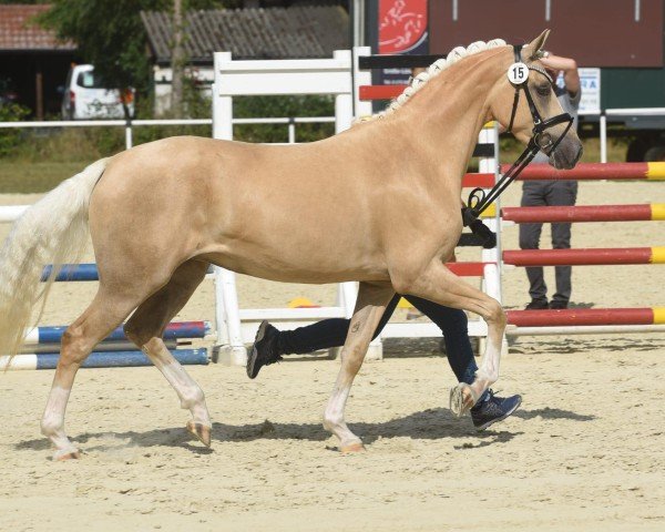 broodmare Double Design W (German Riding Pony, 2019, from Diamond Touch NRW)