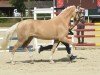 broodmare Double Design W (German Riding Pony, 2019, from Diamond Touch NRW)