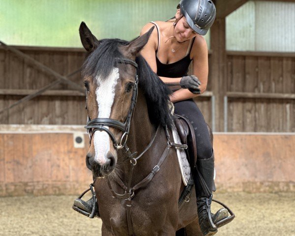 Dressurpferd Perfect Chidee (KWPN (Niederländisches Warmblut), 2020, von VDL Harley)