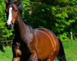 broodmare Flowerfee van het Zorgvliet (Belgian Warmblood, 2005, from Future)